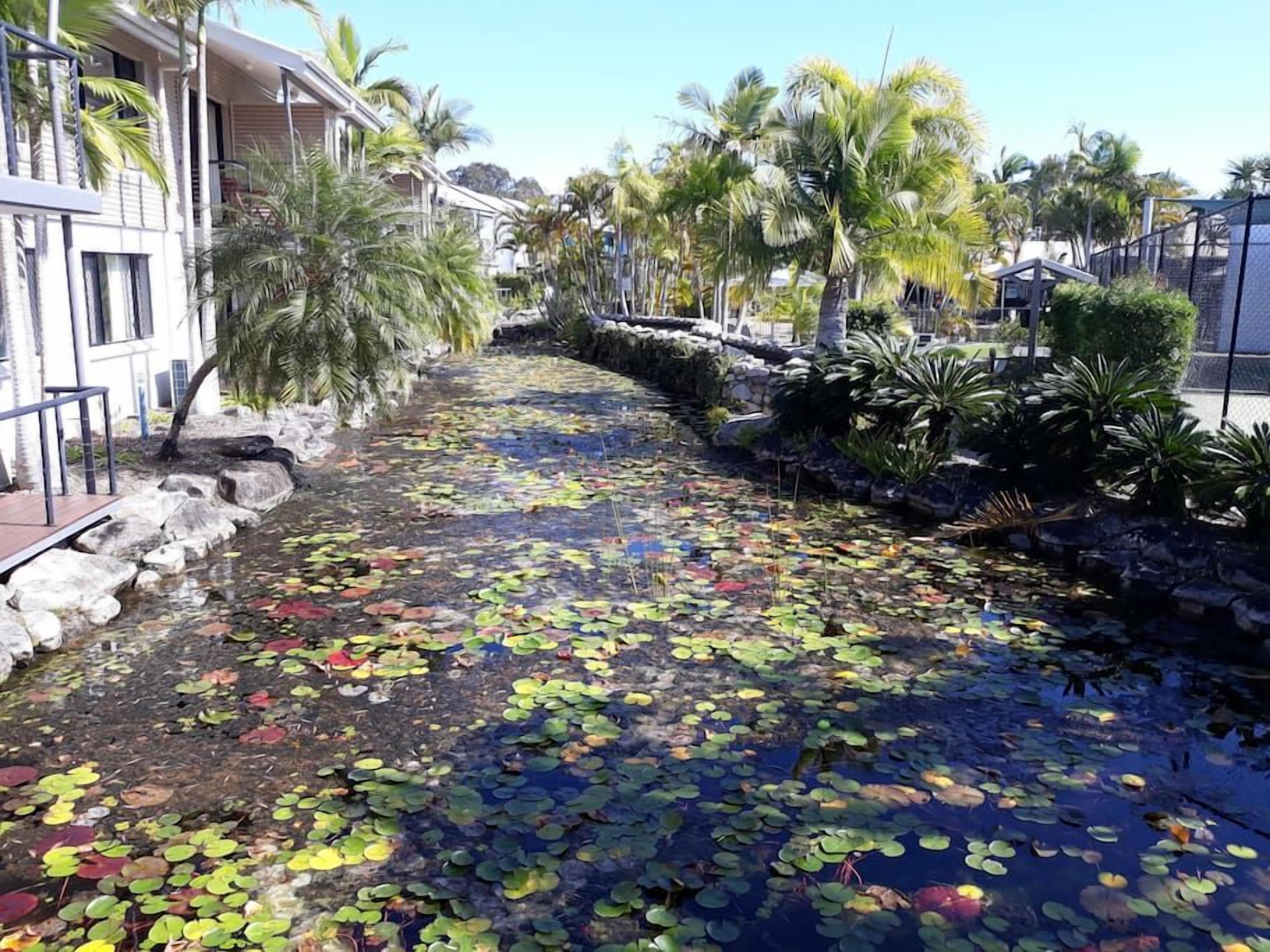 A water feature with lily pads and palm trees, surrounded by buildings.