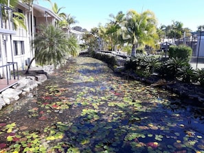 Una fuente de agua con lirios y palmeras, rodeada de edificios.