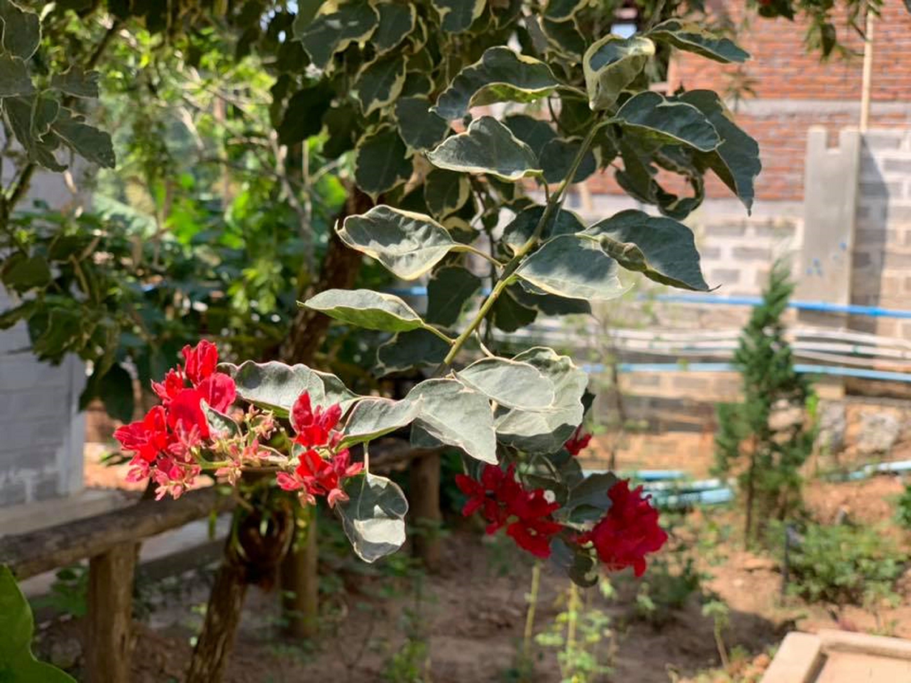 花園