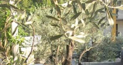 Levantin Inn 1-3 Room N3 Sea Side