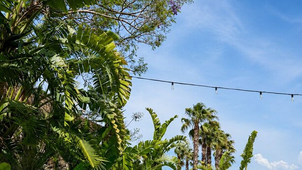 A clear pool surrounded by lush tropical plants and palm trees, with lounge chairs and umbrellas. -  Als Alaçatı (Cesme)