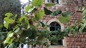 Exterior detail - Levantin Inn 1,3 Room N8 Sea Side (Sveti Stefan)
