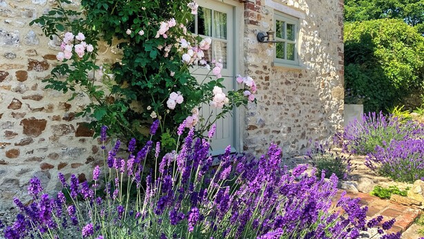 Um edifício de pedra com janela e porta, rodeado de arbustos de lavanda e rosas.