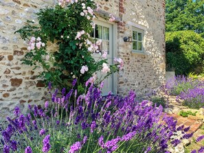 Un edificio de piedra con una ventana y una puerta, rodeado de arbustos de lavanda y rosales.