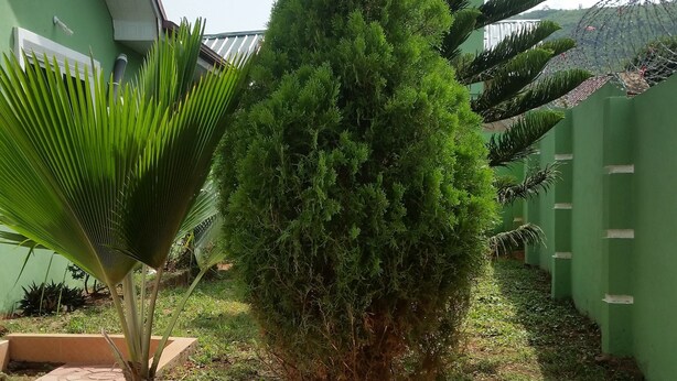 A courtyard with a green wall, a palm tree, and a conical shrub. - Mac-P Guesthouse (Kweiman)