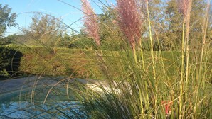 A pool surrounded by tall grasses and trees. - La Vignarelle (Callas)