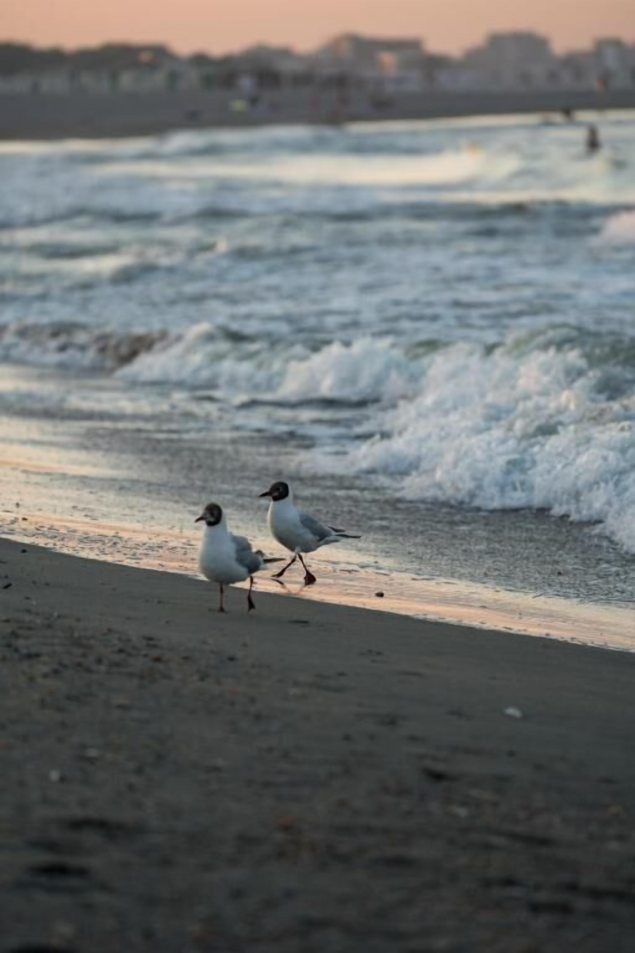 Dos aves caminando en una playa con olas al fondo.