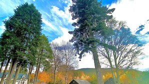 A park with tall trees, a small cabin, and a building in the background. - Braemar Lodge Cabins (Ballater)