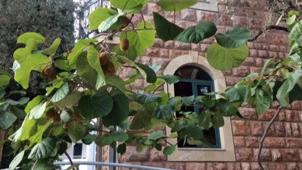 Exterior detail - Levantin Inn 1,2 Room N12 (Budva Municipality)
