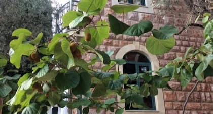 Levantin Inn 1,2 Room N12