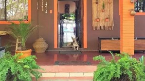 A covered entrance with hanging plants, a dog sitting outside, and a bamboo wall. - El Belga Loco (León)