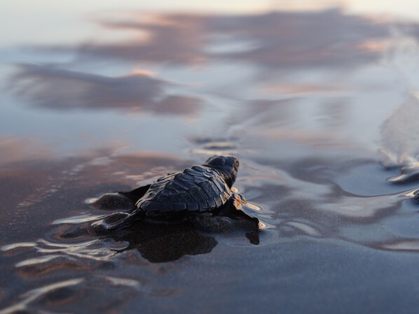 A turtle on a wet surface. - El Belga Loco (León)