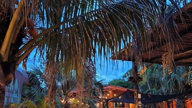 A poolside area with wooden lounge chairs, a small pool, and palm trees. - El Belga Loco (León)