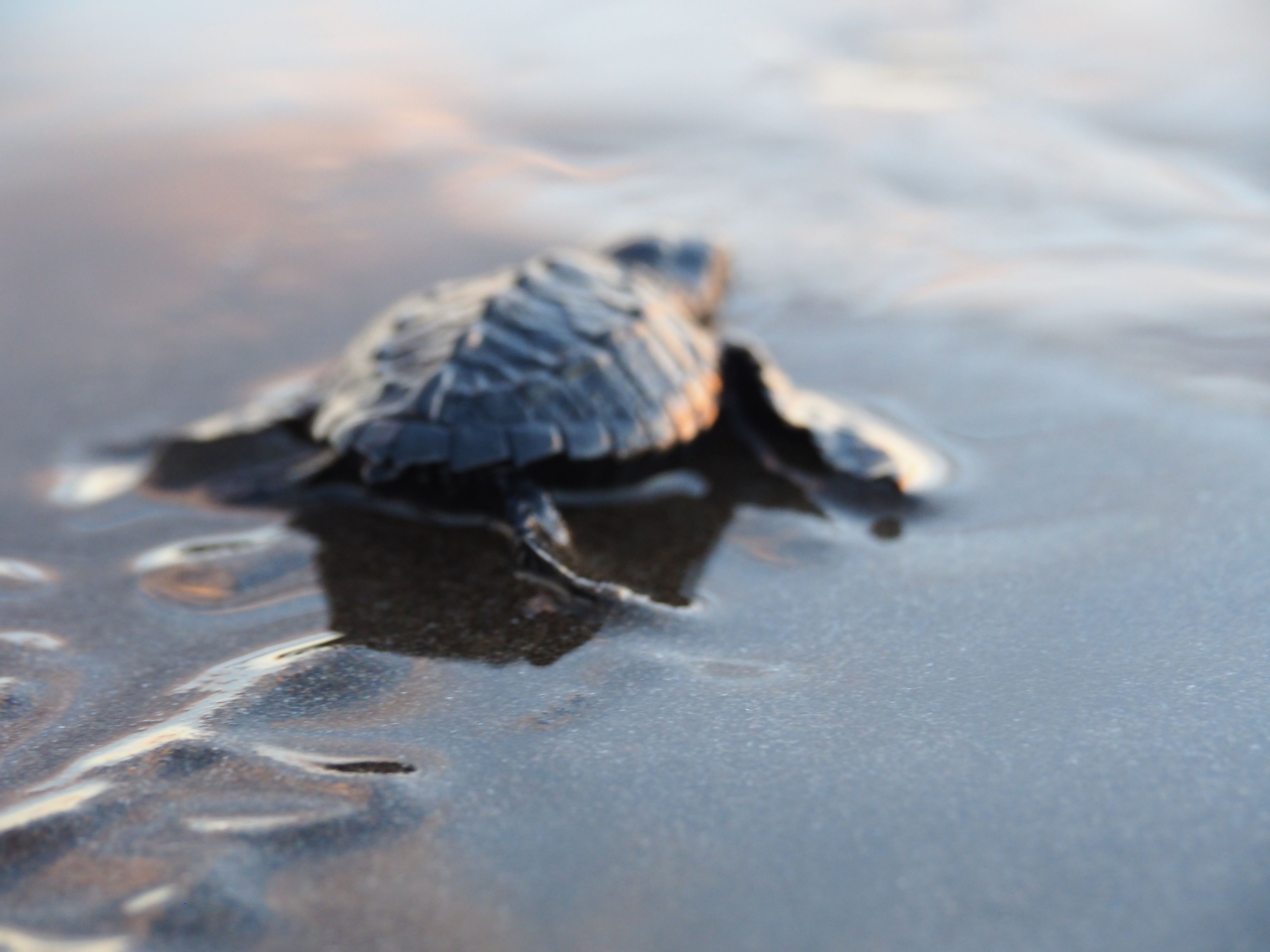 Una tortuga sobre una superfície mullada.