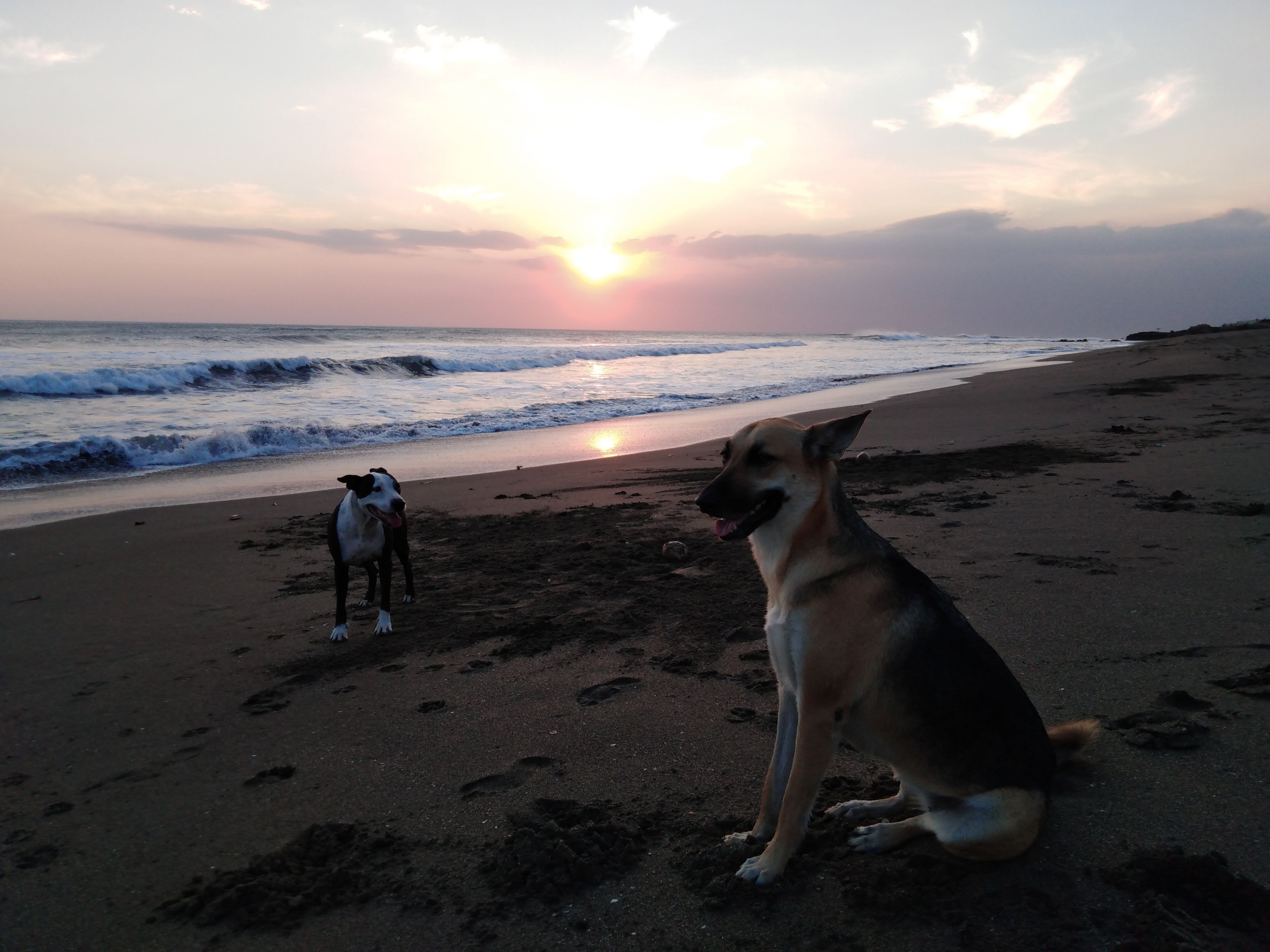 A beach scene with two dogs and a sunset.
