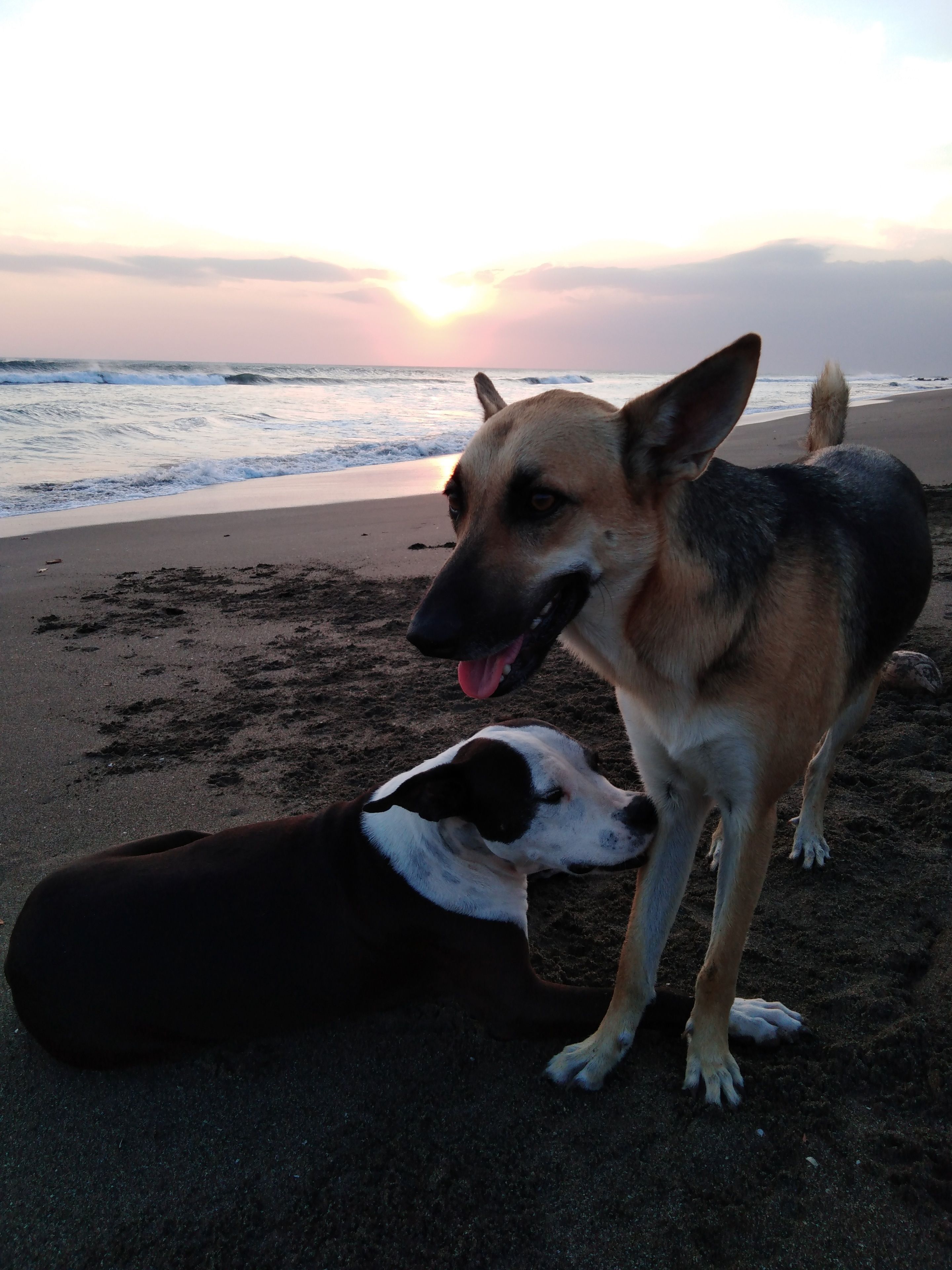 Two dogs on a beach with the ocean and a sunset in the background.