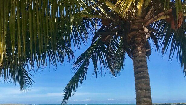 Une femme est assise sur une chaise en osier, à l’ombre d’un palmier, sur une plage de sable, d’où elle a une vue dégagée sur l’océan.