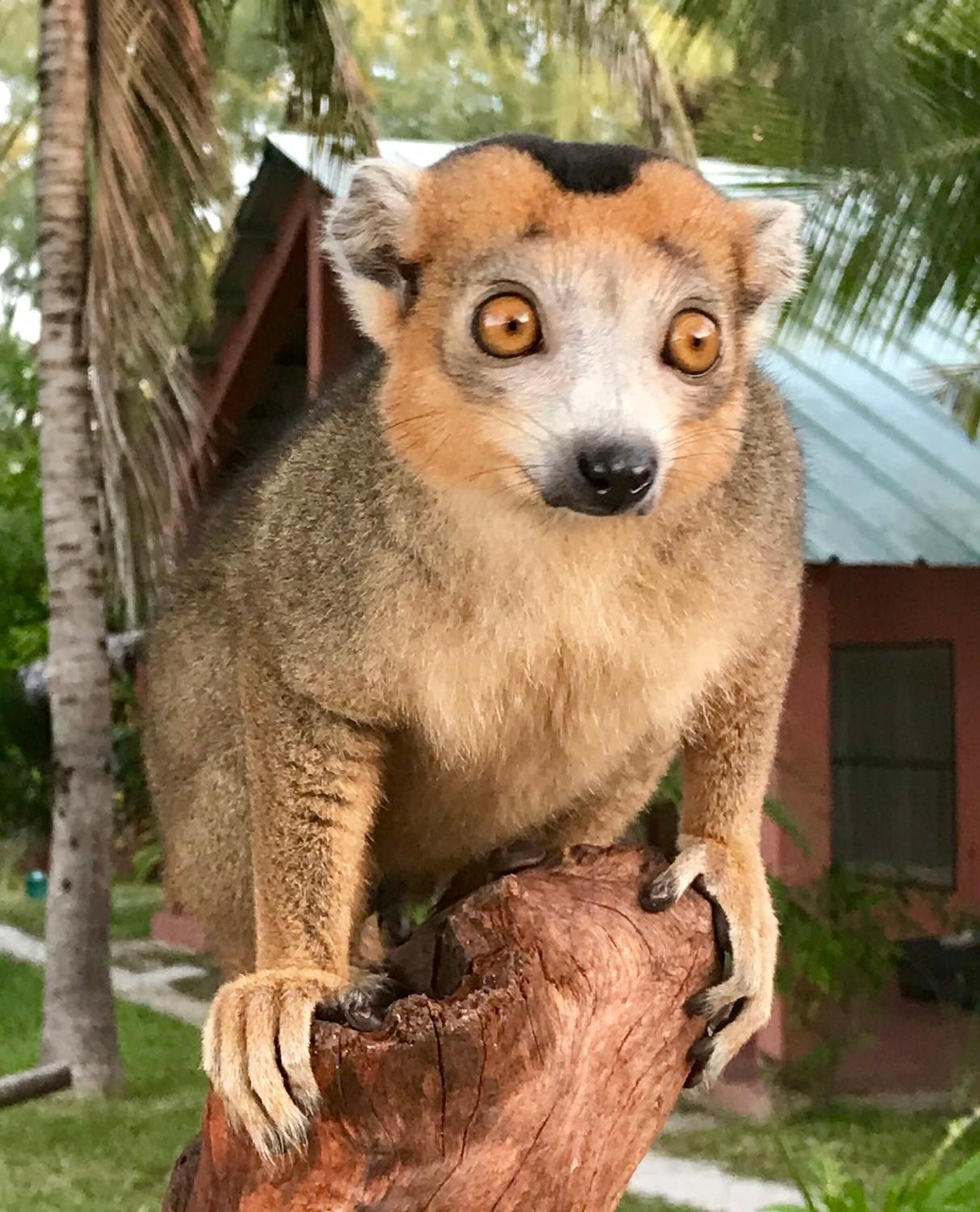 Ein Lemur sitzt auf einem Baumast.