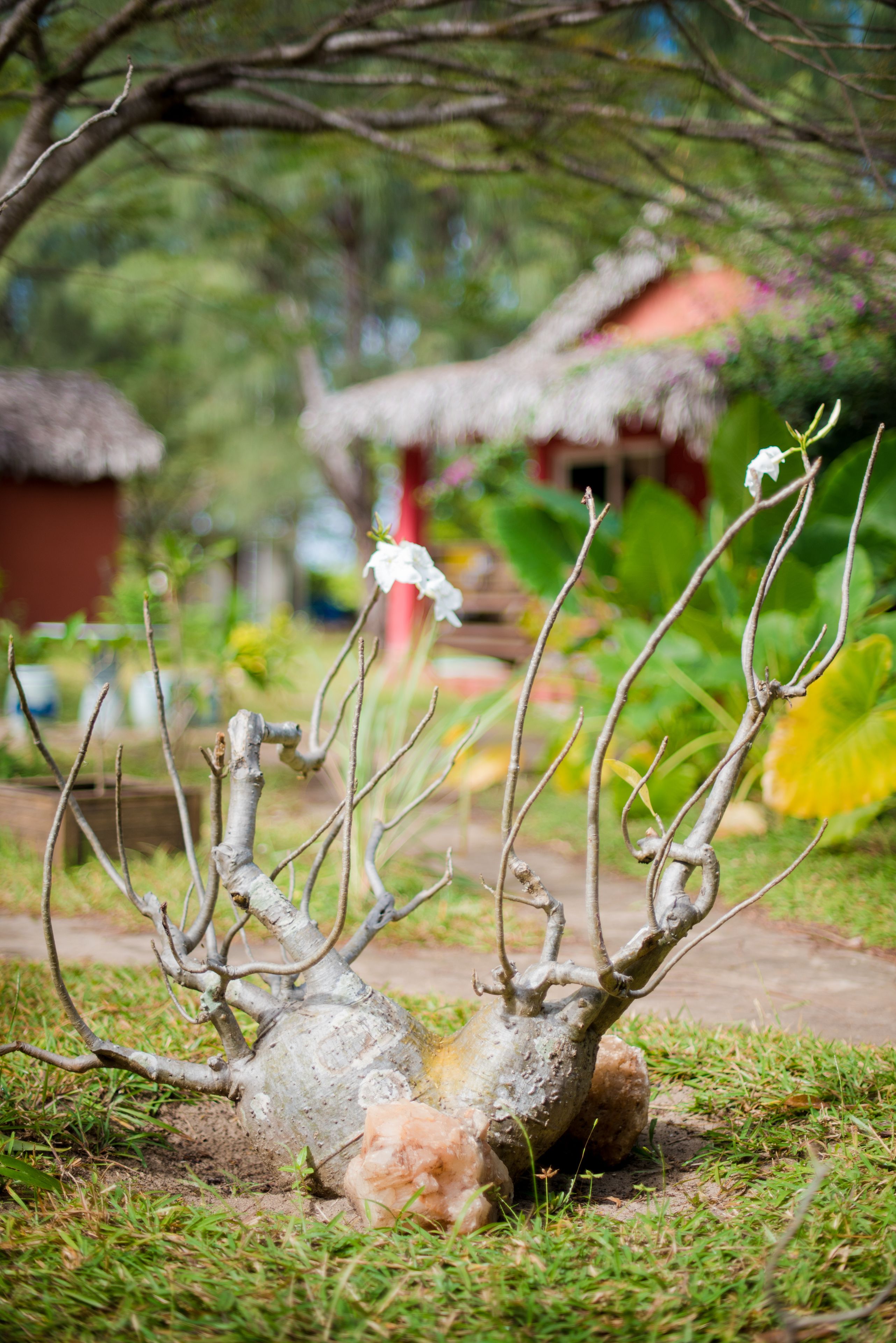 A tree with multiple branches and a small white flower.