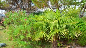 Un jardín con diversas plantas, destacando una palmera.