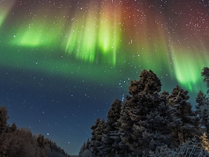 Un ciel nocturne illuminé par les aurores boréales et un paysage boisé.