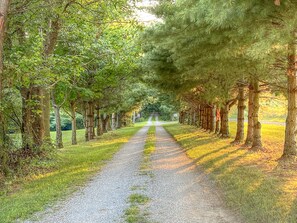 Un chemin de gravier bordé d’arbres, qui mène à un point situé au loin.