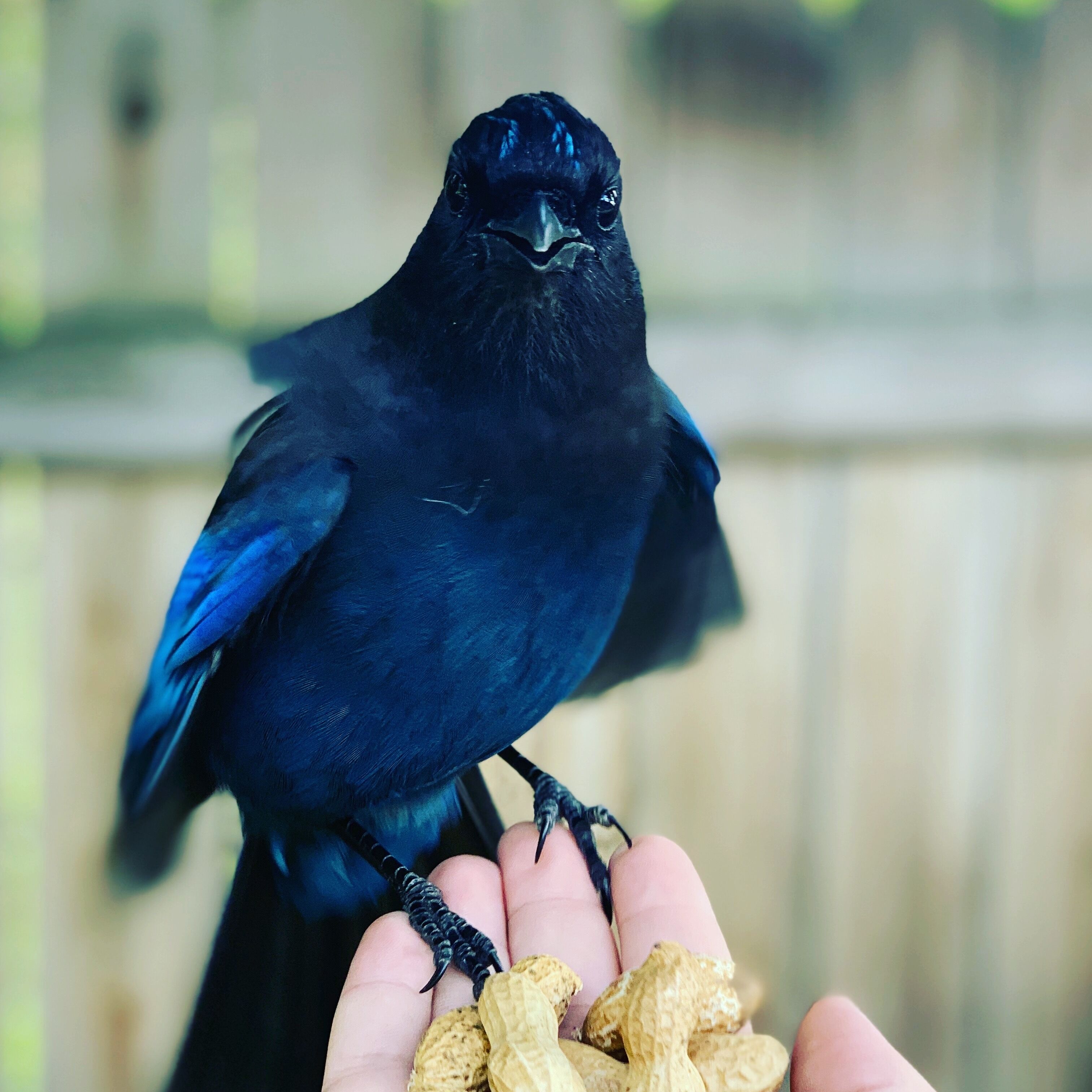 A black bird perched on a hand holding peanuts.