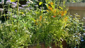 Un jardin avec différentes plantes et fleurs, une clôture en bois et une maison en arrière-plan.