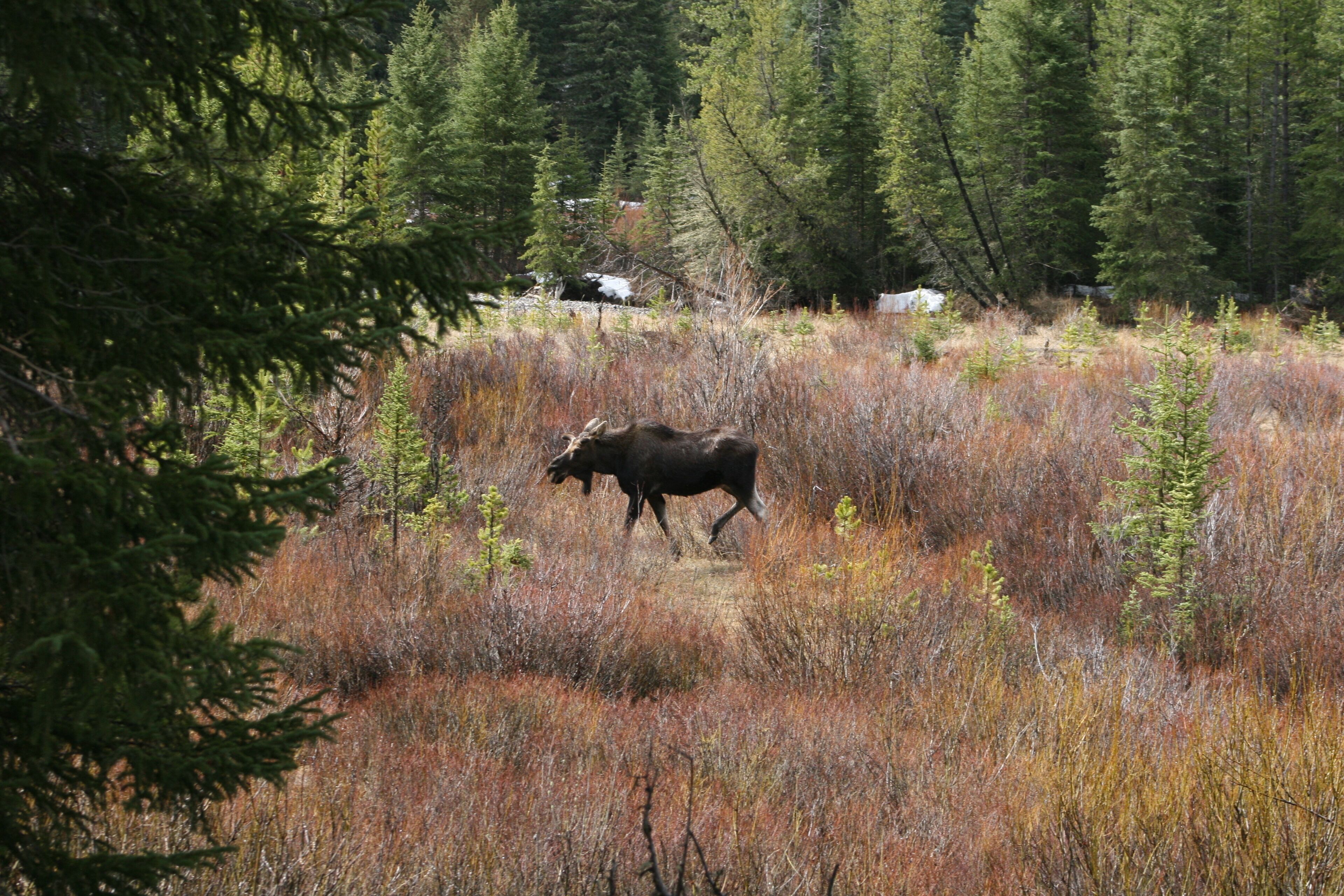 A moose in a natural setting with dense trees and dry grass.