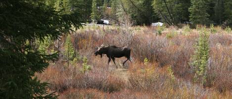 A moose in a natural setting with dense trees and dry grass.