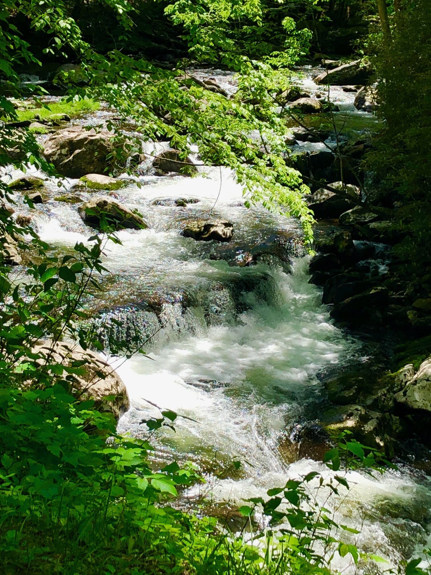 A natural stream flowing over rocks in a forested area.