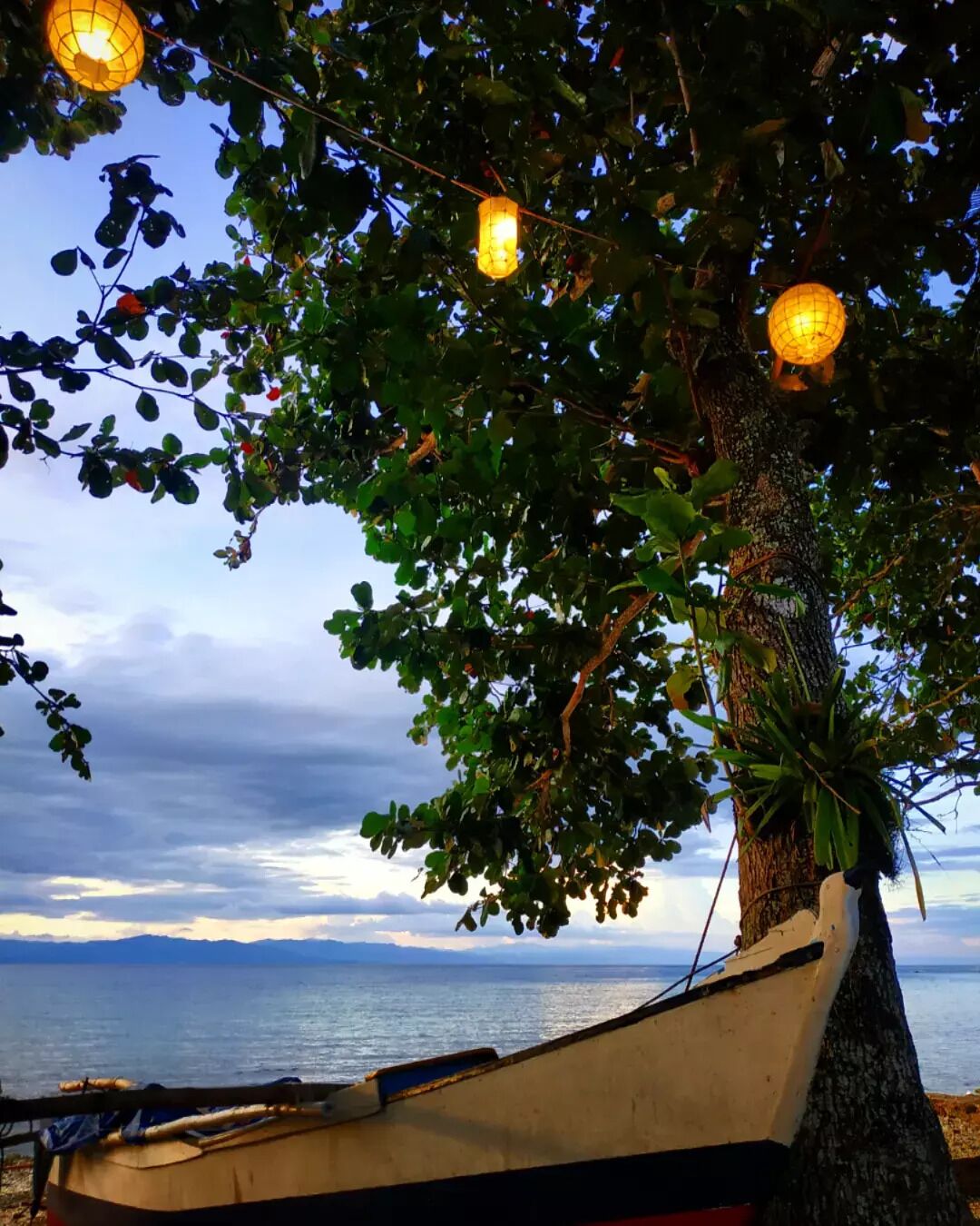 A boat tied to a tree by the water with lanterns hanging from its branches.