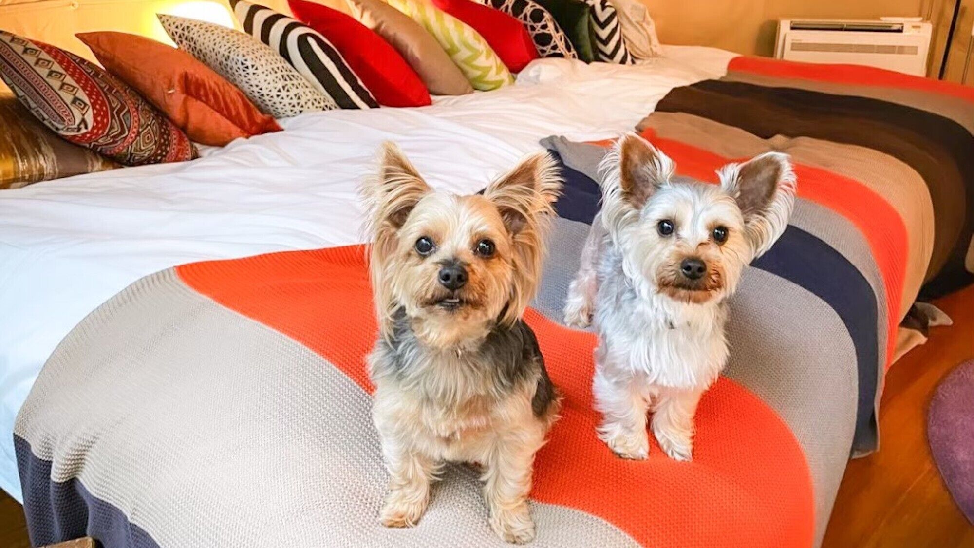 Two dogs sitting on a bed with a patterned blanket and multiple pillows.