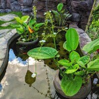 Un estanque con diversas plantas y flores, rodeado de muros de piedra y una zona cubierta de césped.