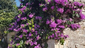 Property grounds - Apartments Ana Vodnjan (Vodnjan)