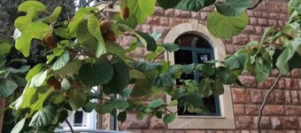 Levantin Inn 1-2 Room N5