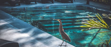 Una piscina con agua cristalina, sillas de descanso y un ave parada en el borde.