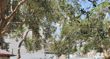 Guesthouse Trogir Proto