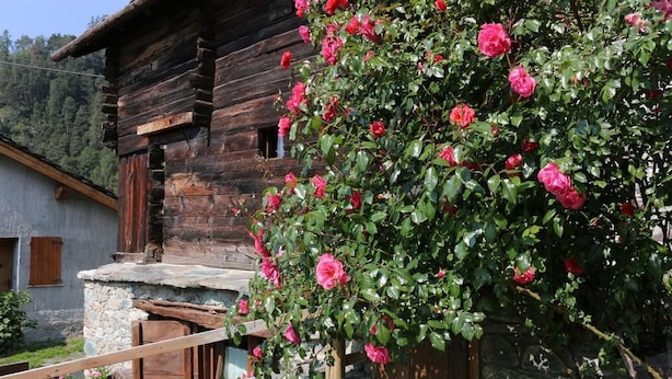 Una cabaña de madera rústica con base de piedra, rodeada de abundante follaje y flores rosadas en flor.