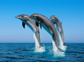 Dolphins leaping out of the water.
