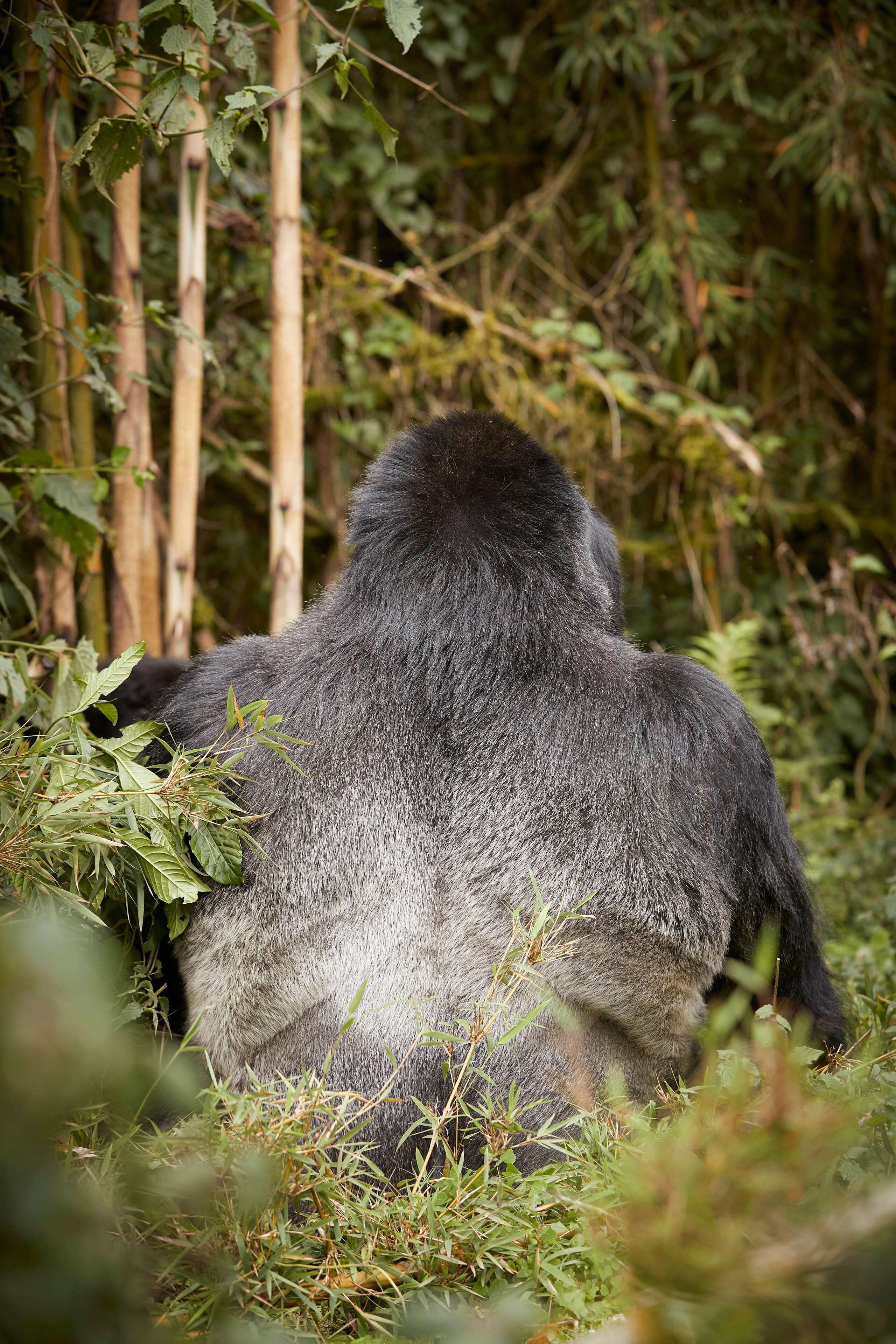 A gorilla sitting in a natural setting with dense foliage and bamboo in the background.