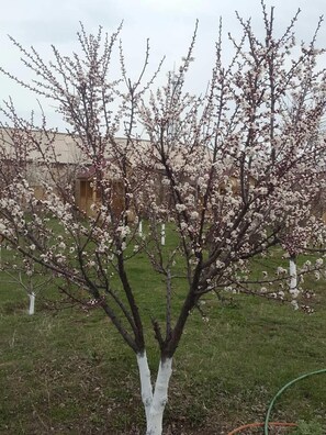 Garden - Siro Kenats (Martuni)