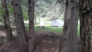 Ein bewaldeter Campingplatz mit zwei Zelten, davon eines teilweise und eines komplett abgedeckt, umgeben von Bäumen und einer grasbewachsen Fläche.