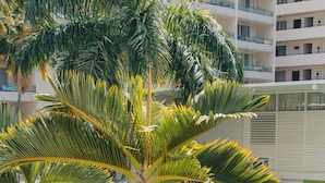 Zona junto a la piscina con sillones reclinables, una piscina y palmeras.