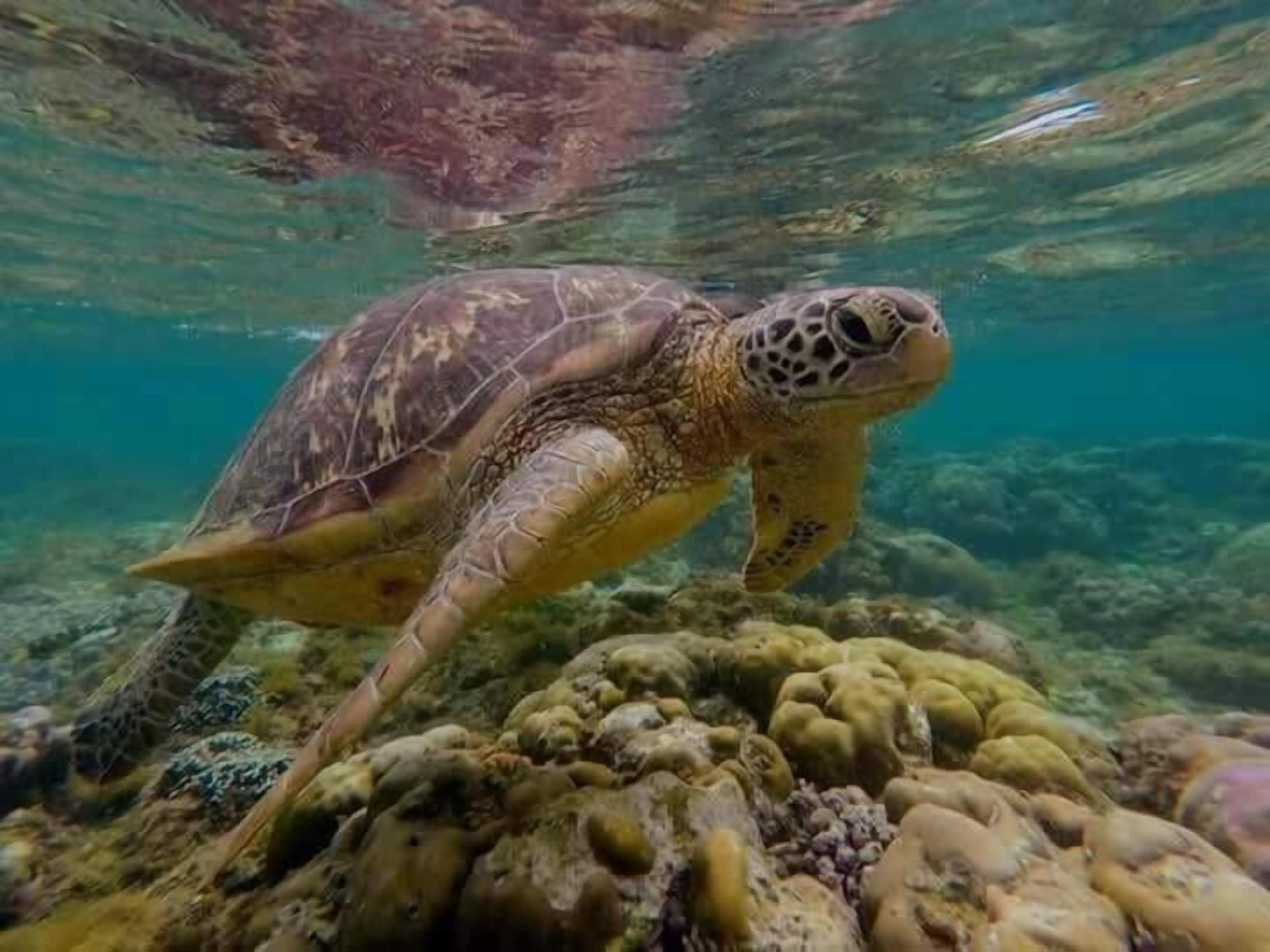Una spiaggia nelle vicinanze, immersioni subacquee, snorkeling