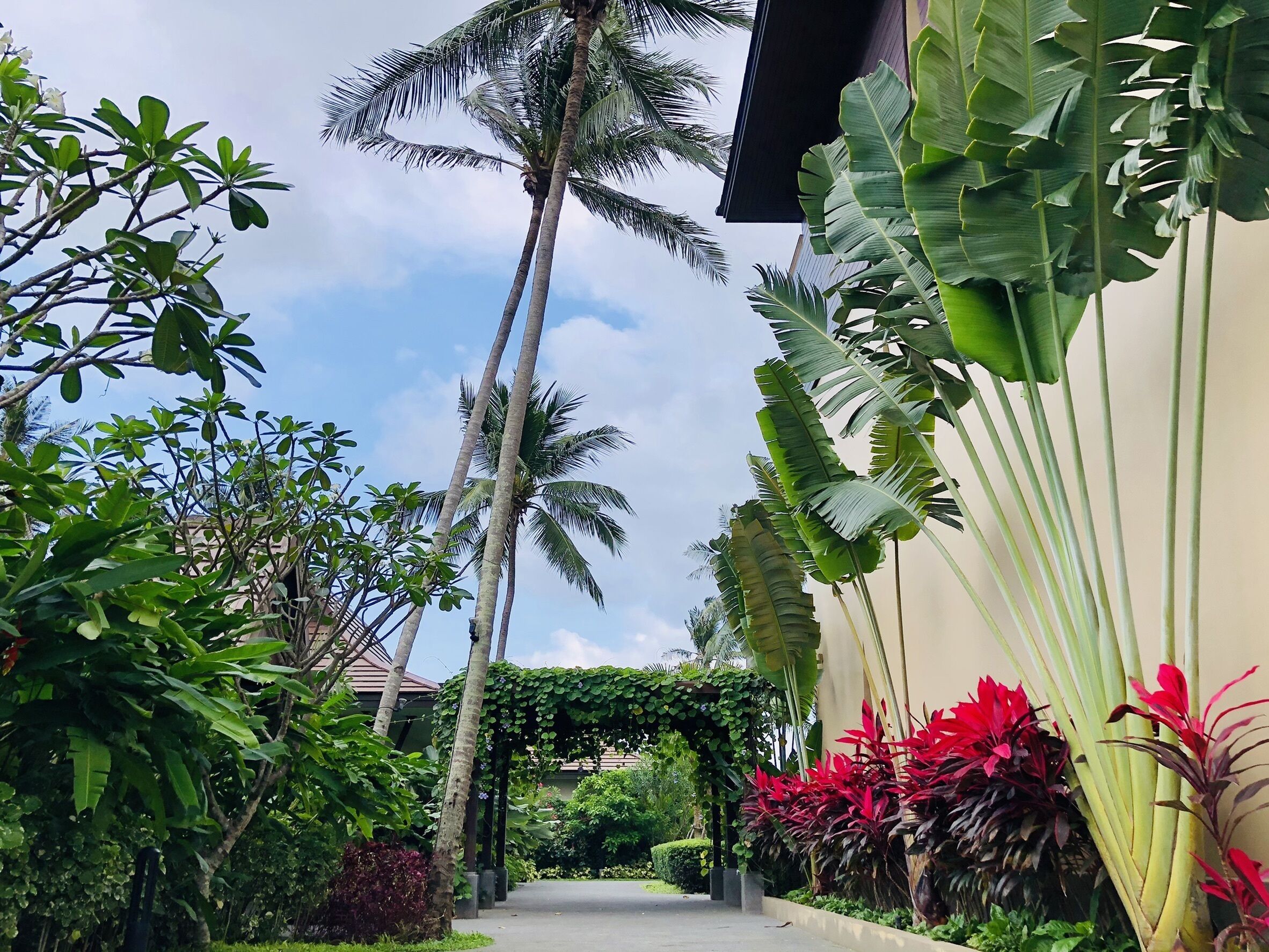 A tropical garden with palm trees, a pathway, and various plants.