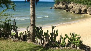 A beach with a palm tree, cacti, and a rocky shoreline.