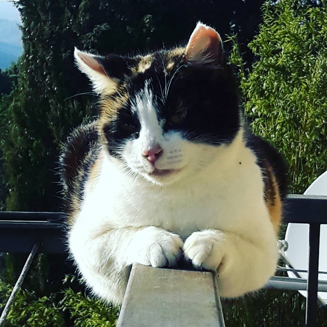 Kissa istuu kaiteella, ja taustalla on vihreää kasvillisuutta.