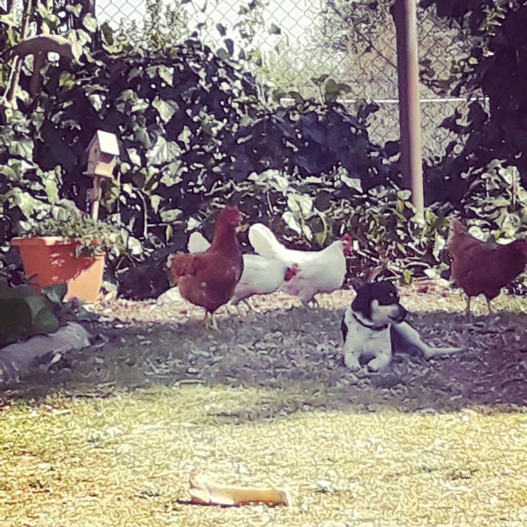 A garden with chickens, a dog, and a fence.