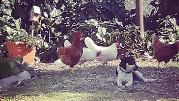 A garden with chickens, a dog, and a fence.
